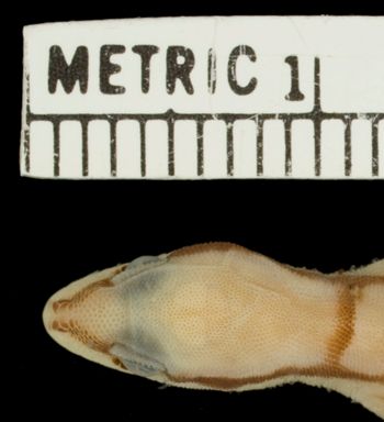 Media type: image;   Herpetology R-124315
